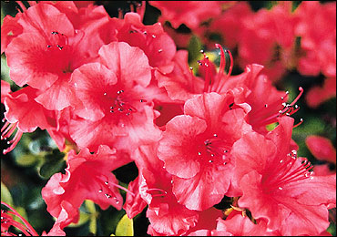 rhodo