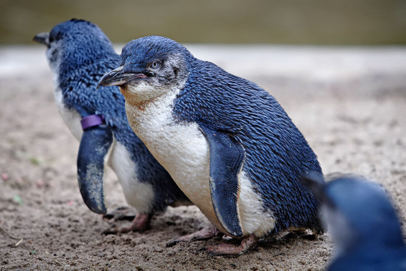 blue penguin