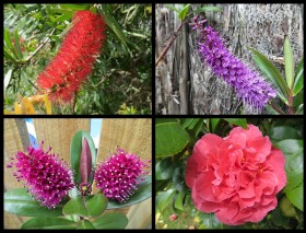 Cosy cottage flowers