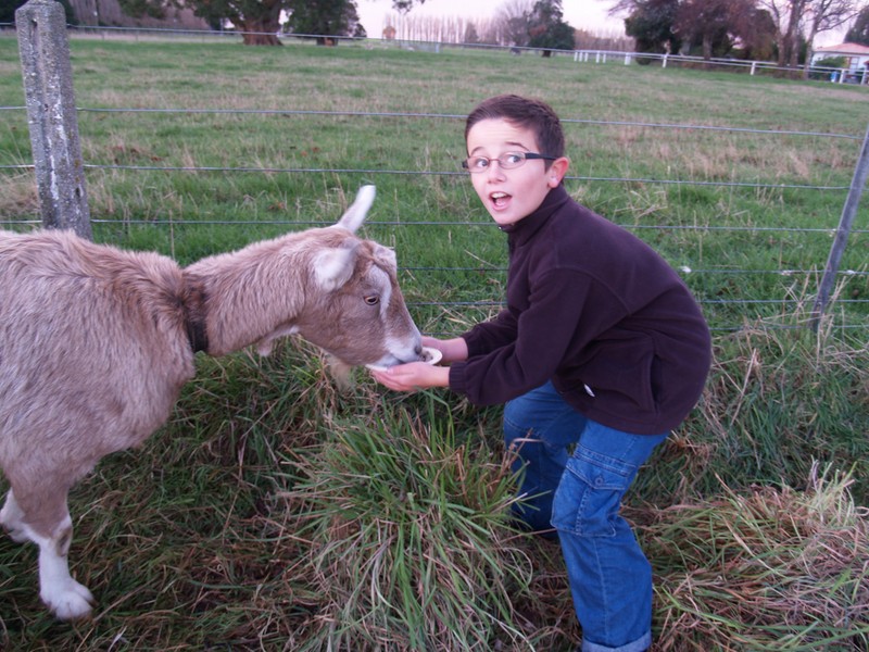 Bunty our big Billy Goat.