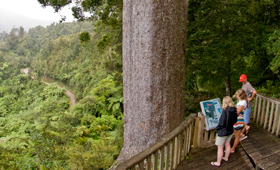 Square Kauri Tree