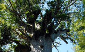 Visit Tane Mahuta