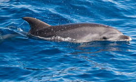 Dolphin Nature Tour