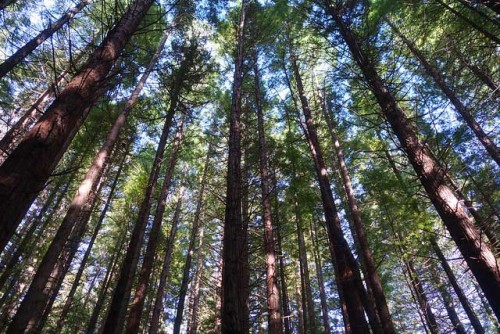 Redwoods Rotorua Trees