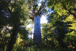 The tree Tane Mahuta