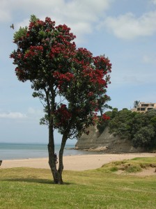 pohutukawa tree 