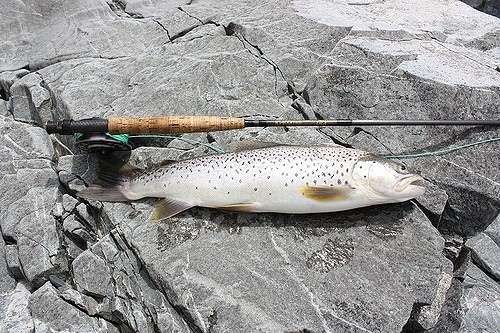 Fly fishing rod and trout